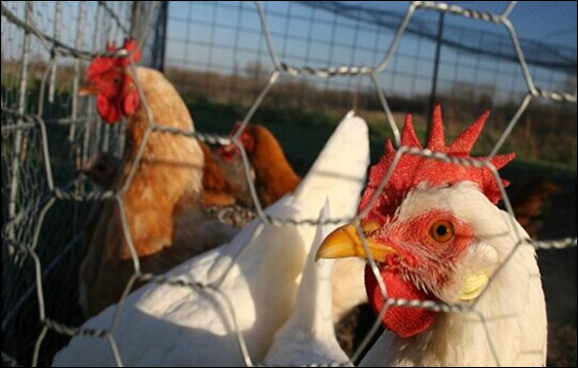 Hot Dipped Galvanized 2 inch Hexagonal Mesh for Chicken Farming